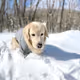 golden_snow