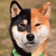 DaveBullgod