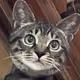 Michael-Cat