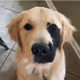 stepancorgi706