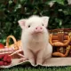 HANDON_PIG