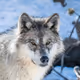 oslobos