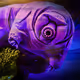 Purple_Tardigrade_Vault