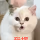 0x2cfccae354c50e88353756a6d6d7039eecaaa158
