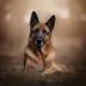 DOGGY-KING