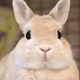 rabbits-io