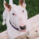BullySisters