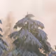smokehost5