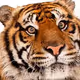 BdTiger