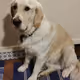 dododuk