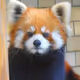 TANUKI_san
