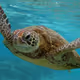BkTurtle