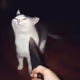 MortyC