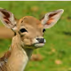 call_me_bambi