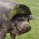 GrisViktor