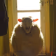 _Sheep_