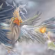 liliaren