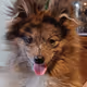 PomskyIdefix