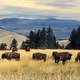 nftbuffalo