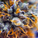 smokeweednotmeth