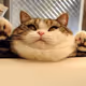 CryptoMeowMeow