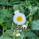 bobae-jjin