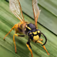 ThatFuckingWasp