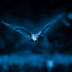 RetroPixelOwls