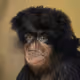 HairyCarey