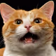 Meowz02