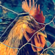 RoosterStrong