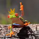 frogskinman