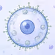 BIOFORMS
