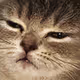 ThatCryptoCat
