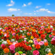 Beautiful-Life