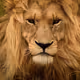 KING_BapsZ
