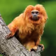 MonkeyBusinessJPEGs