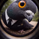 AgentBurd