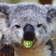 NFTKoala