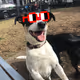JetDog
