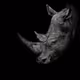 Black_Rhino