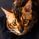 Jeff221