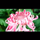 chrysanthemum9