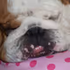Sleepybuddy