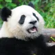 AnimalsRock