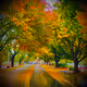 Natural-Nature-