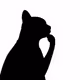 Thinkingcats_dev