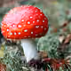 tootsfungibles