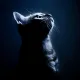 xXMEOWXx