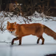 FoxBigs